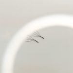 4D W-Shape Clover Eyelash Extensions - Image 3